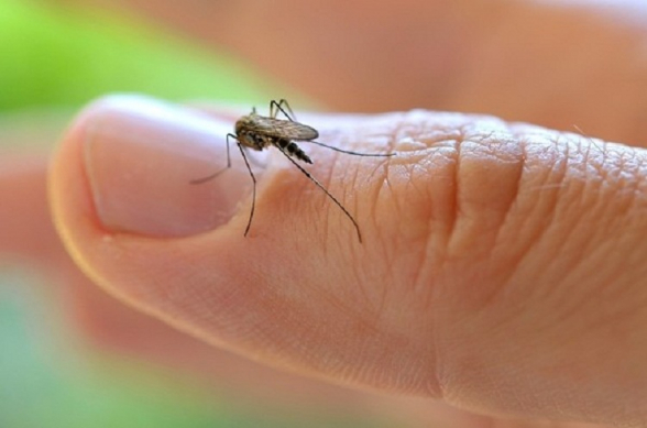 Հնարավո՞ր է արդյոք COVID-19–ով վարակվել մոծակի խայթոցից. պարզաբանում է գիտնականը