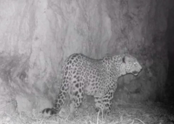 Камера зафиксировала обитающего в лесах Тавуша леопарда