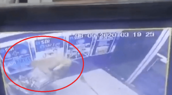 В Индии обезьяна «вскрыла» банкомат