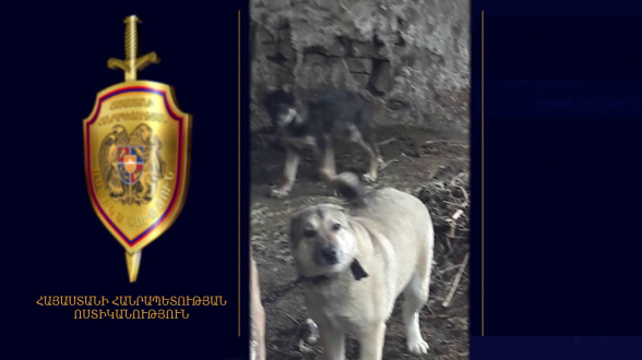 Շունը հոշոտել էր 78-ամյա կնոջը․ փեսան ձերբակալվել է