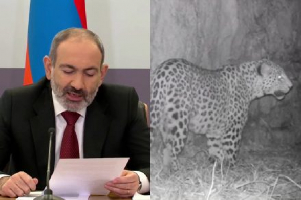 Կովկասյան ընձառյուծի վերադարձը Տավուշի մարզ չափազանց ուրախ փաստ է. վարչապետի 85-րդ փաստը ընձառյուծի մասին էր (տեսանյութ)