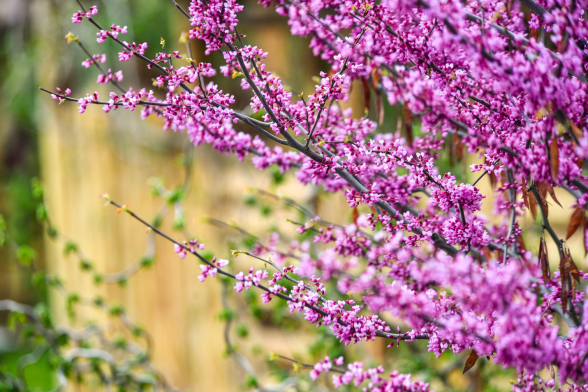 Մայիսի 23-24-ի կեսօրից հետո սպասվում է անձրև և ամպրոպ