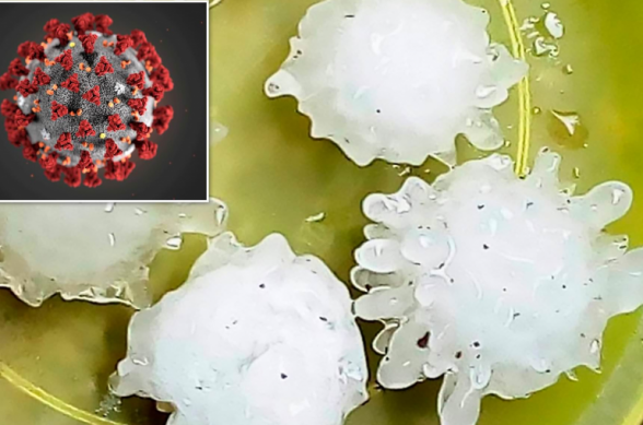 В Мексике выпал град в форме коронавируса (фото)