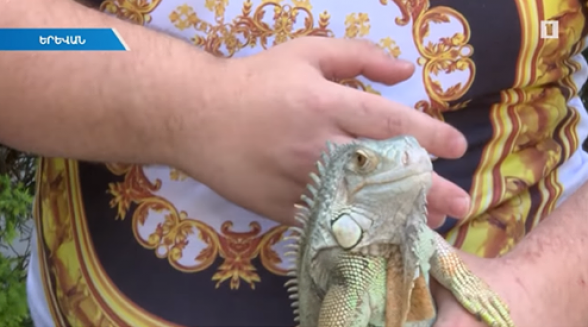 «Դինոզավր Անաստասիայի» զբոսանքը Երևանում