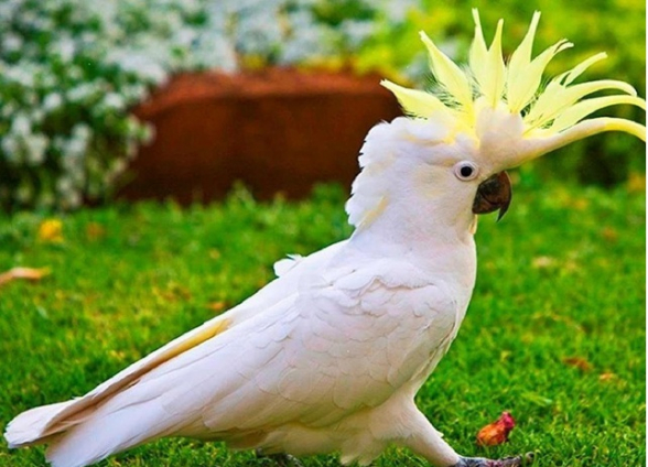 Երևանում կենդանաբանական այգու «Կակադու» տեսակի թութակը հայտնաբերվել է կենդանիների վաճառքով զբաղվող խանութի աշխատակցի մոտ