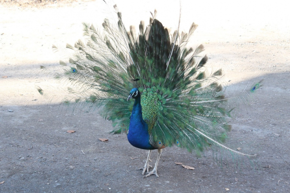 Այո՛, դուք ուղտ չեք, դուք սիրամարգ եք