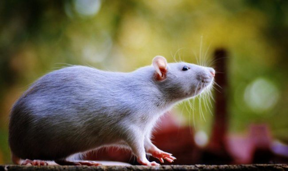 ԱՄՆ-ում համավարակի պայմաններում նկատվում է առնետների ակտիվացում