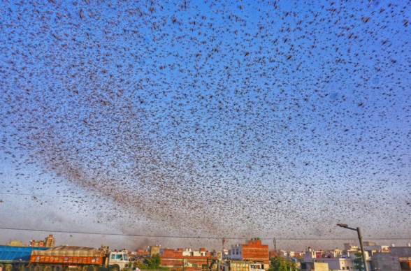 Հնդկաստանի մի շարք քաղաքներում միլիարդավոր մորեխներ «հարձակվել» են մարդկանց վրա․ որոշ շրջաններում արտակարգ իրավիճակ է հայտարարվել