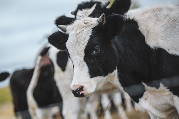 Տավուշի մարզում խոշոր եղջերավոր անասունն ընկել է ժայռից, փրկարարներն անվնաս դուրս են բերել կովին