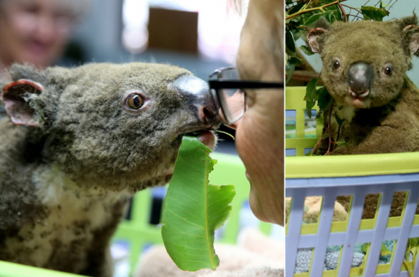 Անցյալ տարի Ավստրալիայում մոլեգնած անտառային հրդեհների դեմք դարձած կոալան ստացած այրվածքների դեմ ութ ամիս պայքարելուց հետո սատկել է (լուսանկար, տեսանյութ)