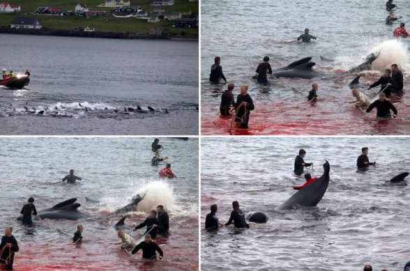 На Фарерских островах начали массовый забой китов (фото)