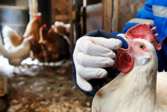 На севере Филиппин обнаружили высокопатогенный птичий грипп