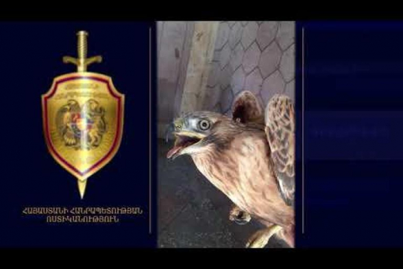 Բազե որսած երիտասարդը հայտնաբերվել ու բերման է ենթարկվել ոստիկանության Արթիկի բաժին