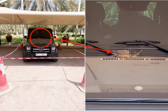 Աղավնին բույն է հյուսել Դուբայի թագաժառանգի՝ 150 000 դոլար արժողությամբ մեքենայի վրա. արքայազնը կարգադրել է թռչնին չանհանգստացնել (տեսանյութ)