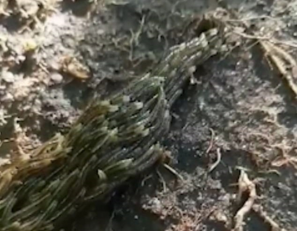 Համացանցում տեսանյութ է տարածվել, որում թրթուրները «միավորվել» են ու վտանգից խուսափելու համար սողունի նման առաջ են շարժվում