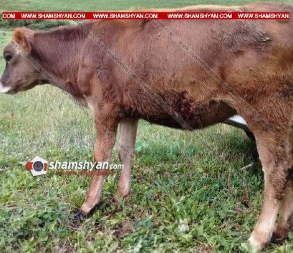 Ճամբարակում 39-ամյա «Զազոն» հրացանով կրակել է իրեն պատկանող կարտոֆիլի հանդամաս մտած հարևանի «Զոզո» հորթի վրա