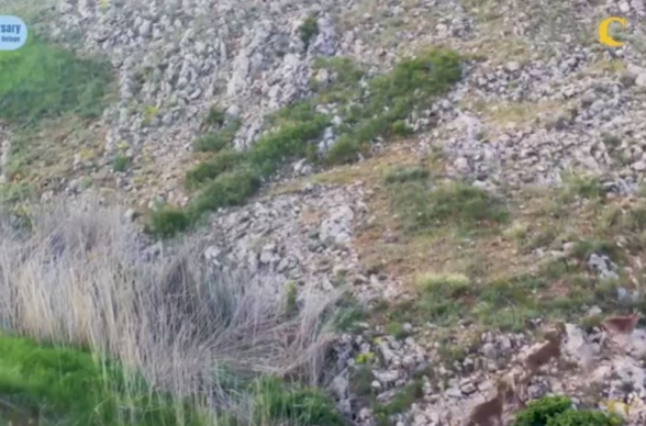 Տեսախցիկը բազմաթիվ բեզոարյան այծեր է ֆիքսել Կովկասյան կենսաբազմազանության ապաստարանում