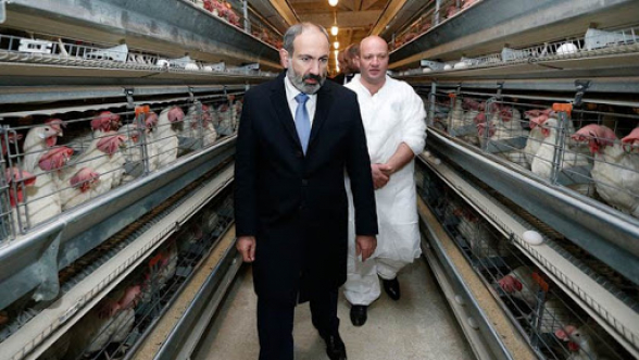 «Հեղափոխության բերքահավաքի» ճտերն աշնան են հաշվում