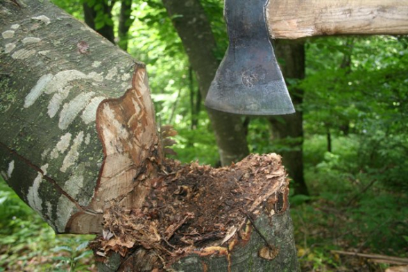 Ավելի տարօրինակ տվյալներ, քան անտառապահպանության և անտառպաշտպանության ոլորտում, դժվար է գտնել