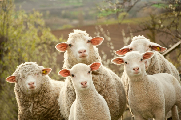 Նույնիսկ ոչխարները չեն դիմանում` մասսայաբար լքում են «նոր» Հայաստանը