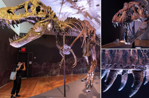 Christie’s-ն աճուրդի կհանի ավելի քան 60 մլն տարի առաջ սատկած տիրանոզավրի կմախքը (լուսանկար, տեսանյութ)