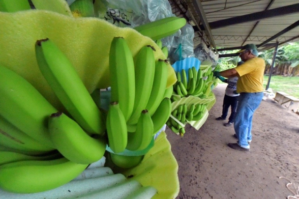 Из-за извержения вулкана в Эквадоре миру грозит банановый дефицит (видео)