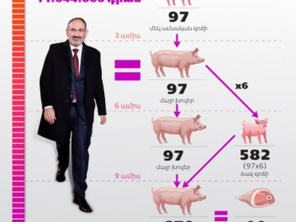 Փաշինյանի փոխարեն կարելի էր պահել 97 մայր խոզ և պետությունը տարեկան 17 մլն դրամ եկամուտ կստանար (տեսանյութ)