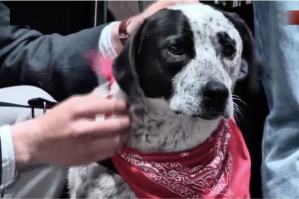 Չալո շունը հայտարարել է, որ դավաճանի հացը չի ուտի ու լքել է կառավարական ամառանոցի տարածքը