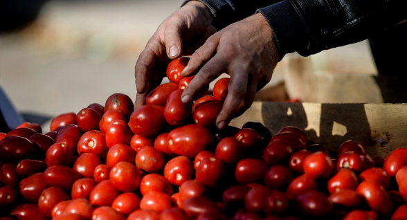 А им все равно: турецкие помидоры по-прежнему привозят на оптовые рынки Армении