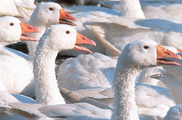В Японии уничтожат 12 тыс. гусей из-за птичьего гриппа