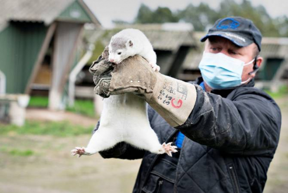 В Испании уничтожат более 1 тыс. норок из-за выявления коронавируса на ферме с животными