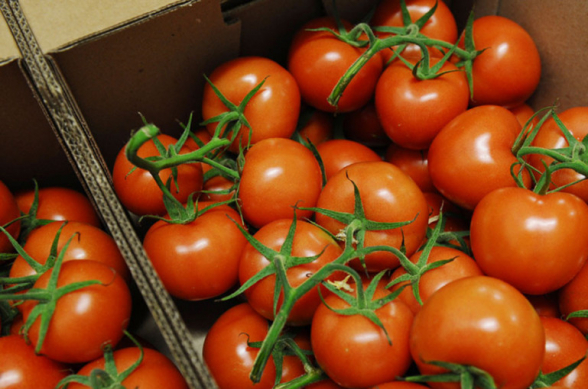 Россельхознадзор обнаружил томатную моль в партии помидоров из Азербайджана