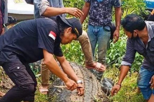 Ինդոնեզիայում կոկորդիլոսը կերել է 8-ամյա տղային․ համագյուղացիները կտրել են գիշատչի որովայնը տղայի մնացորդները գտնելու համար (լուսանկար, տեսանյութ)