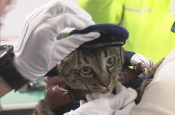 Ճապոնիայում կատուն 1 օրով «ստանձնել» է ոստիկանության բաժանմունքի պետի պաշտոնը (տեսանյութ)