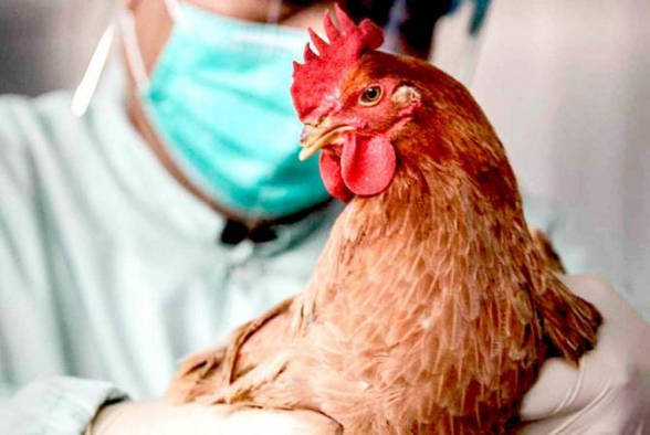 Լեհաստանում շուրջ 6 մլն հավ, սագ և բադ կոչնչացնեն թռչնագրիպի բռնկման պատճառով