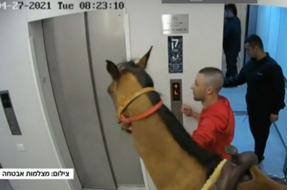 «Ոչ մի տեղ գրված չէր, որ դա արգելված է». Իսրայելի ոստիկանությունը բերման է ենթարկել 2 տղամարդու, որոնք վերելակ են մտել ձիու հետ (տեսանյութ)