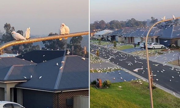 Հազարավոր կակադուներ «գրոհել են» ավստրալական քաղաքը