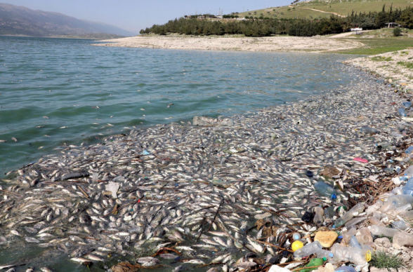 Լիբանանյան լճում հազարավոր սատկած ձկներ են հայտնվել ջրի մակերեսին