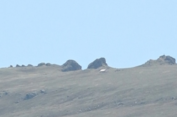 Գյուղացիները վախենում են անասուններին արոտավայր տանել. թշնամին սարից հետևում է. իրավիճակը՝ Կութում (տեսանյութ)