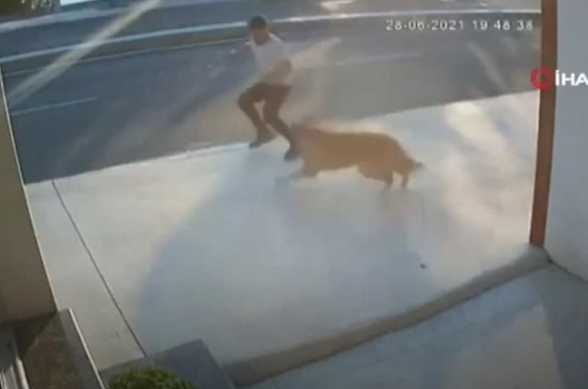 Ստամբուլում շունը հարձակվել է երիտասարդի վրա՝ նրան գցելով բեռնատարի տակ (լուսանկար, տեսանյութ)