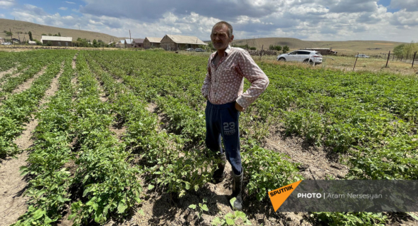 В Шираке высыхают поля с картофелем – откуда взять воду? (фото)