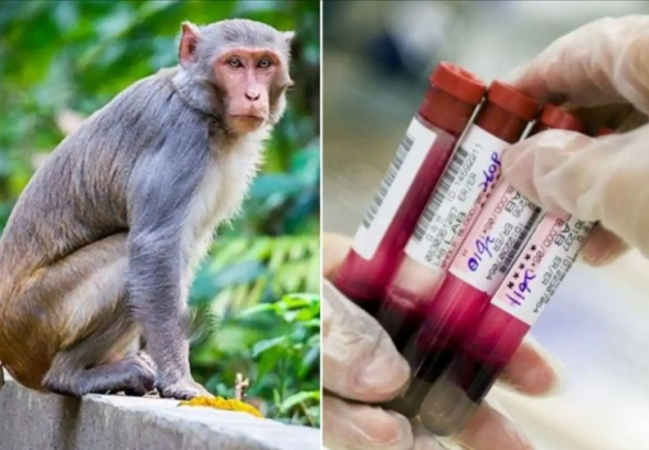 Չինաստանում գրանցվել է կապիկի վիրուսից մարդու մահվան առաջին դեպքը