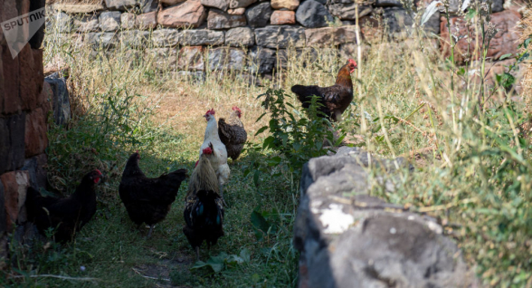 Հիմա էլ H5N6. Չինաստանում թռչնագրիպի բռնկում է գրանցվել