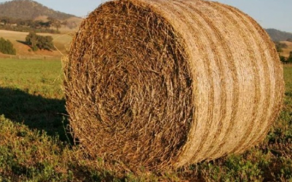 Անասնապահությամբ զբաղվող մարզերում խոտի գները հասել են ռեկորդային չափերի. գյուղացիները խուճապի մեջ են․ «Փաստ»