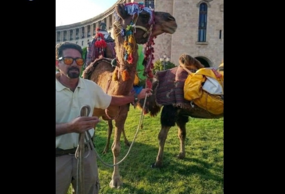 Верблюды на площади Республики в Ереване (видео)