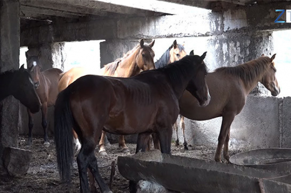 Շուռնուխում 11 ձի անցել է հակառակորդի վերահսկողության տակ գտնվող տարածք