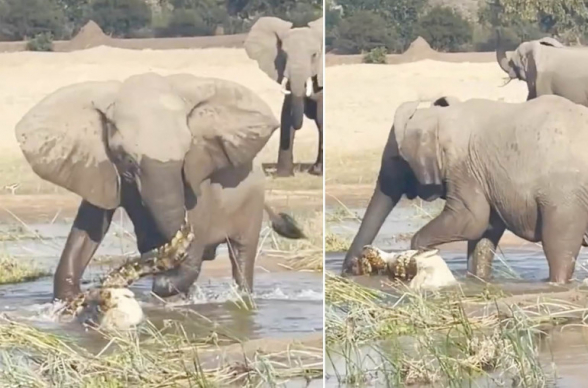Слониха затоптала крокодила, пытавшегося съесть слоненка (видео)