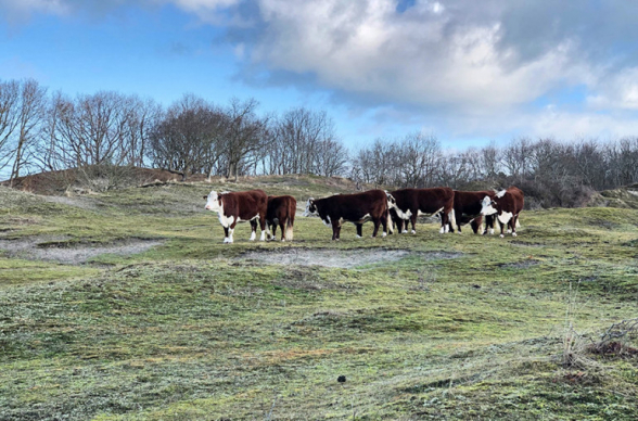 Ադրբեջանցիները հափշտակել են Ճարտար գյուղի բնակչի 32 կովն ու 13 հորթը. Արցախի ՔԿ