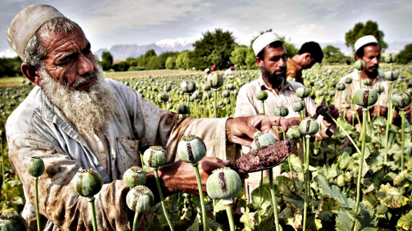 В ООН сообщили, что производство опиума в Афганистане выросло на 8% в этом году