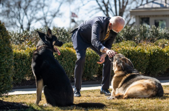 Байден завел нового щенка немецкой овчарки